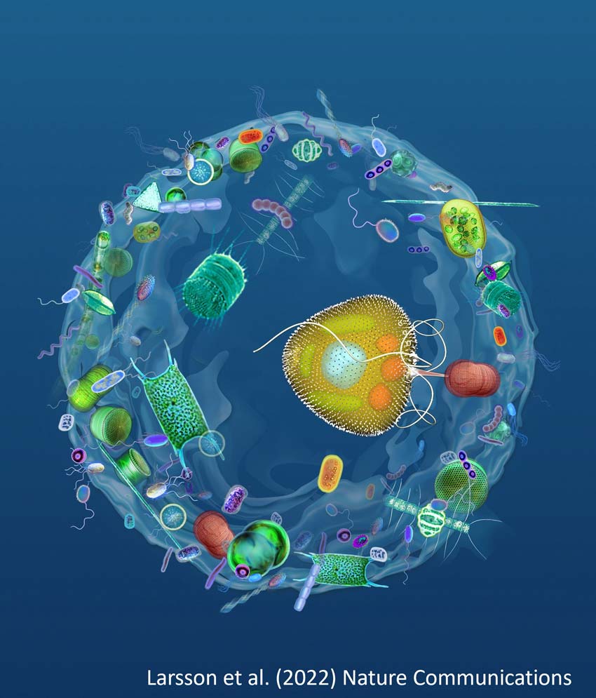 Carbon capture concept illustration of the mucosphere housing the protist with prey microbes stuck in the mucus