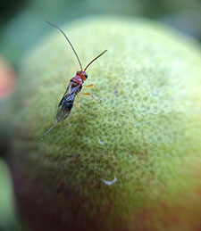 Parasitoid wasp that attacks fruit fly on a piece of fruit