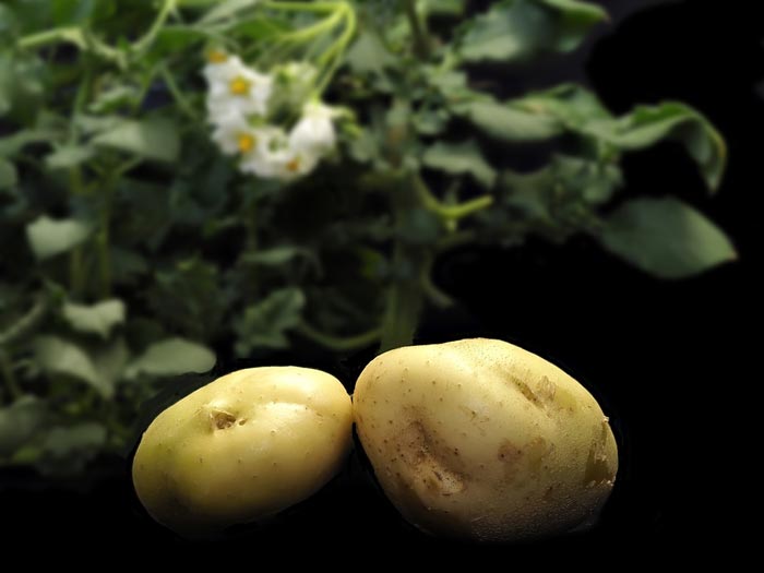 Potato genome concept two potatoes in foreground with potato leaves and flowers in the background