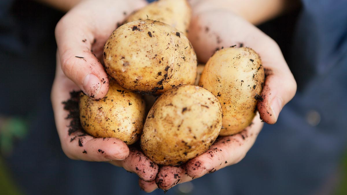 hands holding potatoes with dirt on them