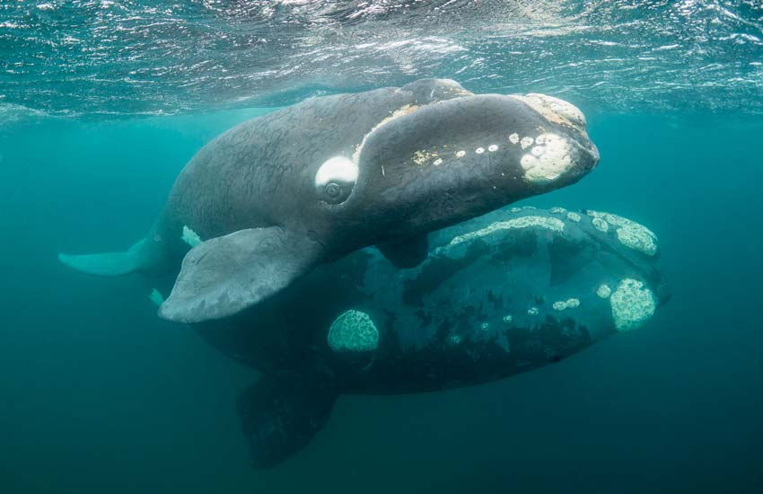 Photograph of two baleen whales southern right whales underwater