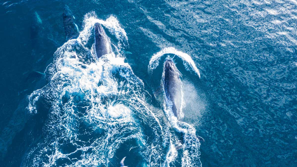 baleen whale concept aerial view of humpback whales migrating in the ocean