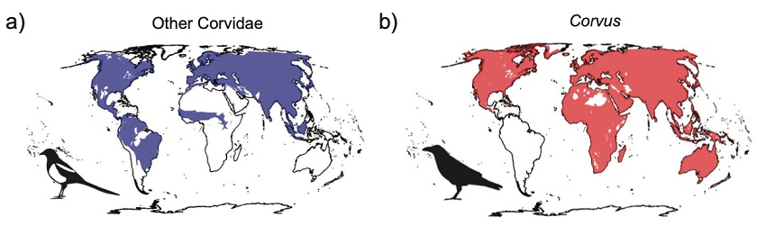 Two world maps, (a) labelled other corvidae with parts of north and south america, all of asia, and a small band of africa coloured in blue, (b) labelled corvus, with the whole world except antactica, part of greenland, south america and the sahara coloured red