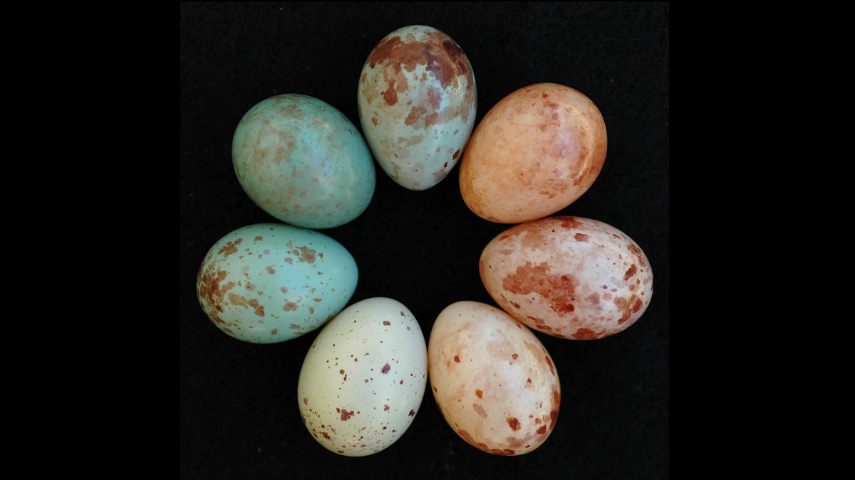 eggs of different colours in a circle