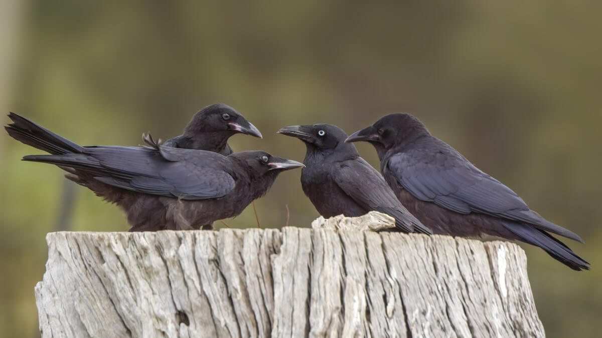 four ravens sitting on a stump
