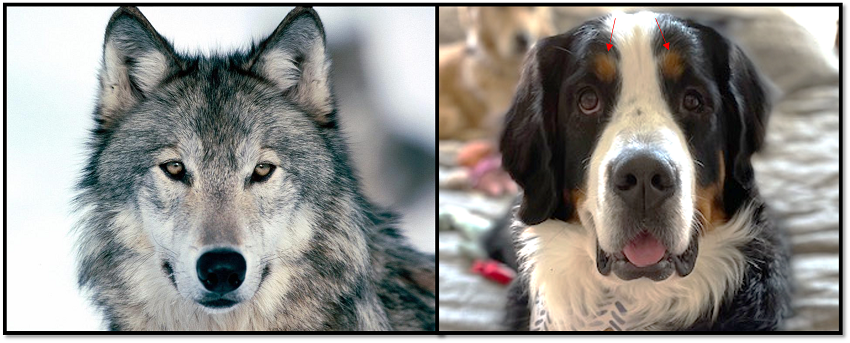 Wolf and domestic dog facial expressions.