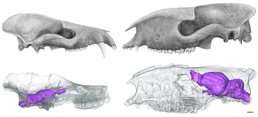 Crania and virtual endocasts inside the translucent cranium of the paleocene mammal arctocyon left and the eocene mammal hyrachyus right