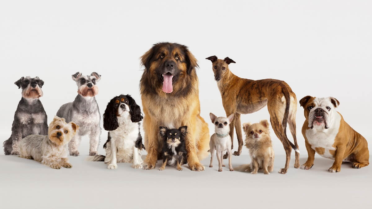 what is the longest living dog breed