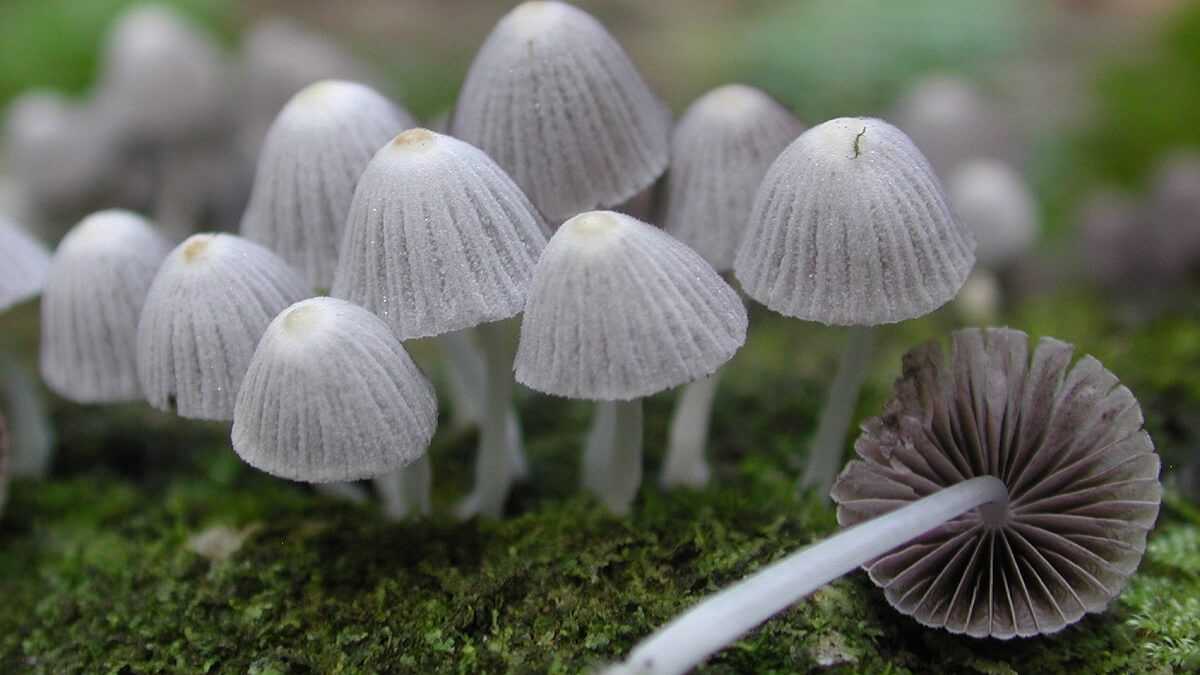 Fairy inkcap mushrooms
