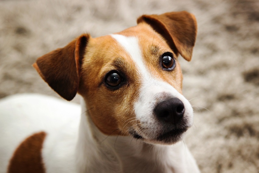 Jack russel terrier, the dog breed with the longest life expectancy.
