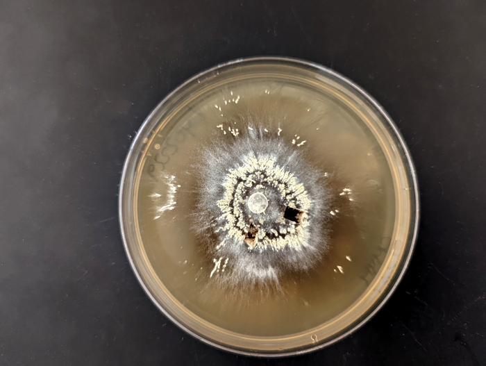 fungus growing in petri dish from bush fire soil sample microbes