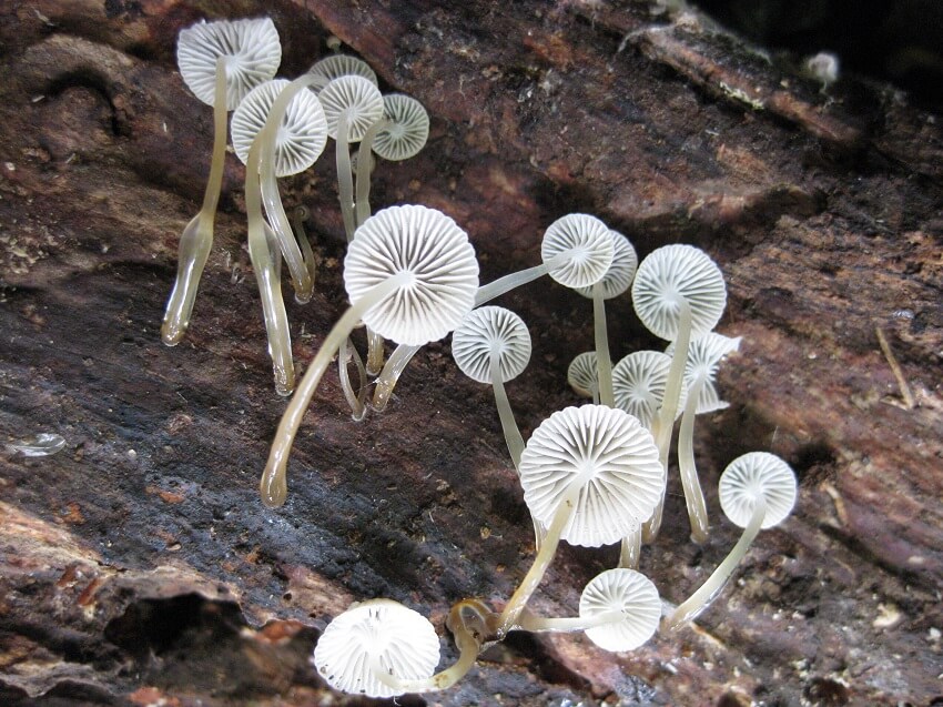 Mycena fungi. New fungi