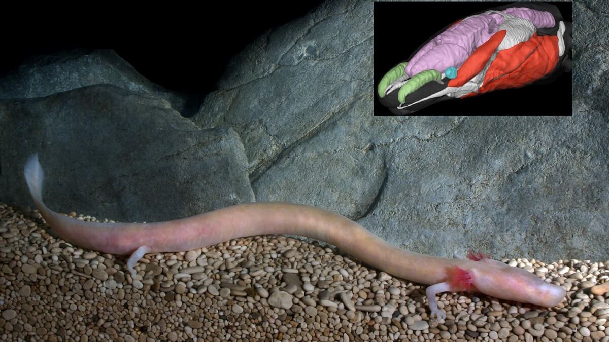 The blind cave salamander