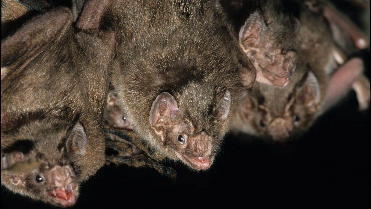 Vampire bats hanging upside down