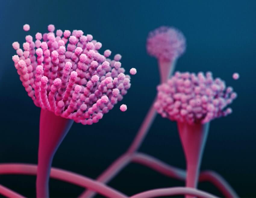 Illustration of the conidia (asexual reproductive spores) of the fungus aspergillus fumigatus which causes aspergillosis the conidia look like strings of tiny fuzzy balls on the ends of string-like hyphae and are coloured pink on a blue background