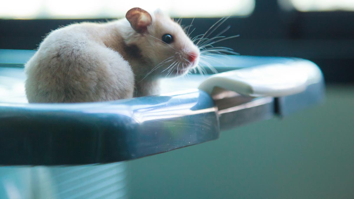 chronic pain and long covid study concept a hamster sitting in a lab
