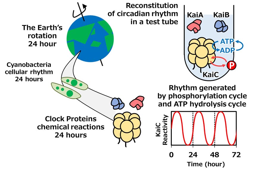 Cyanobacteria circadian rhythm concept illustration showing the earth's rotation, cyanobacteria cellular rhythm all last 24 hours