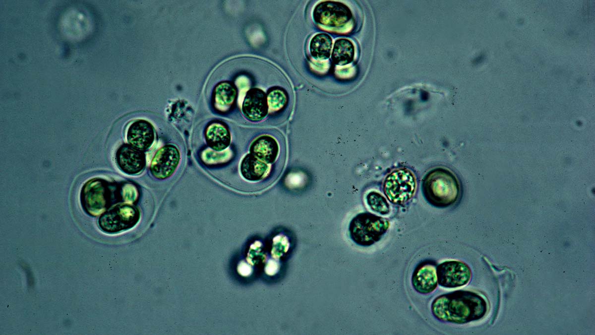 circadian rhythm concept micrograph of green cyanobacteria