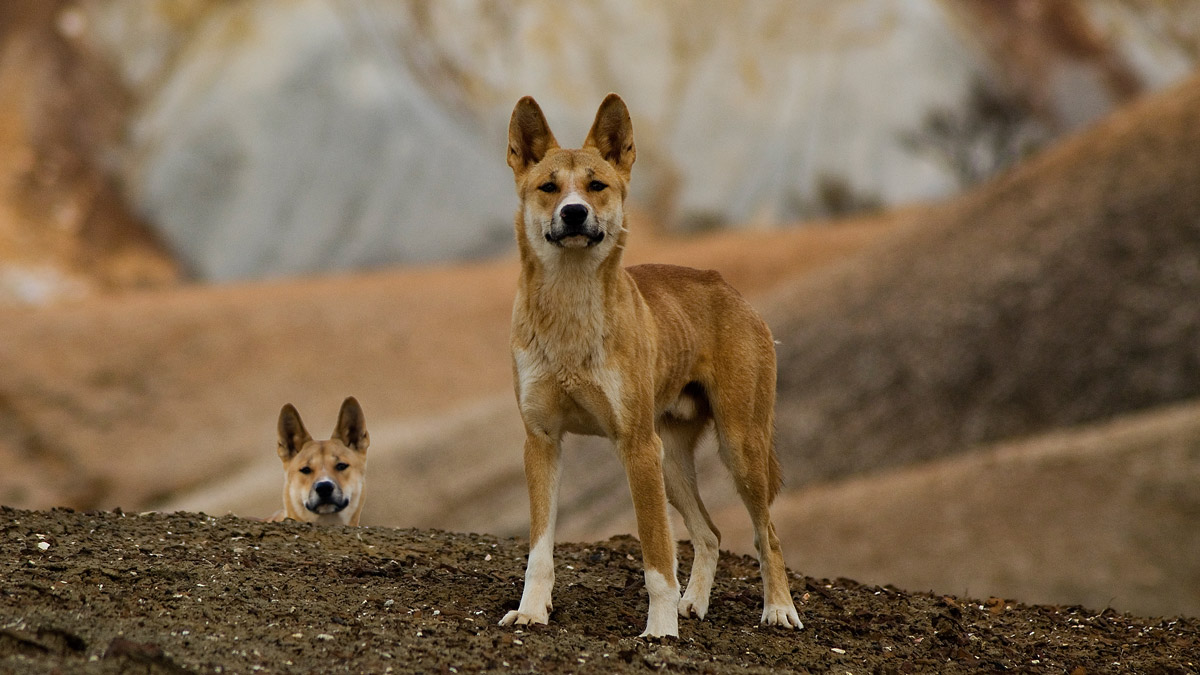 Sandy the pure desert dingo