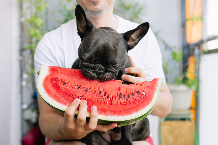 A french bulldog eating a piece of watermelon