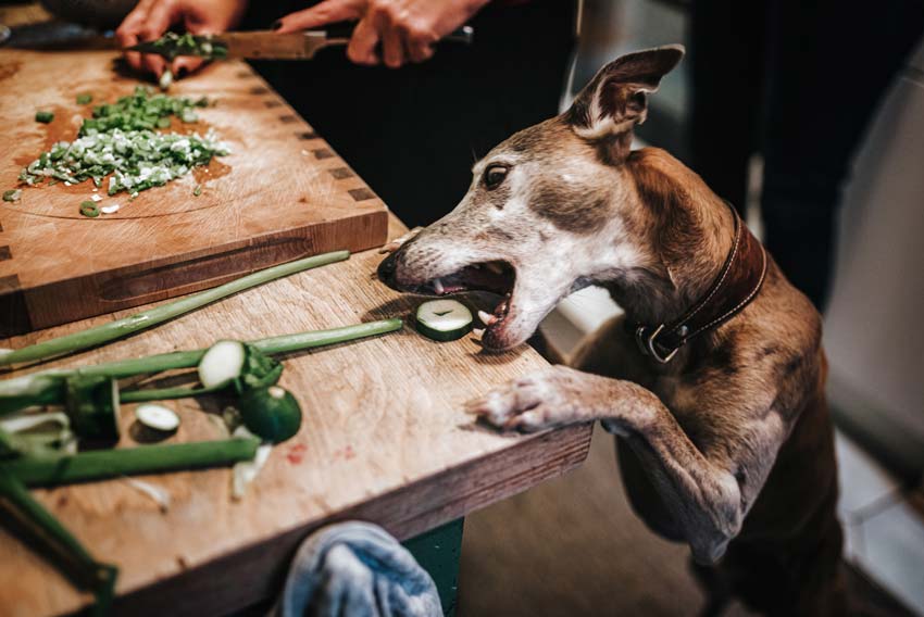 Greyhound stealing a piece of zucchini from a chopping board