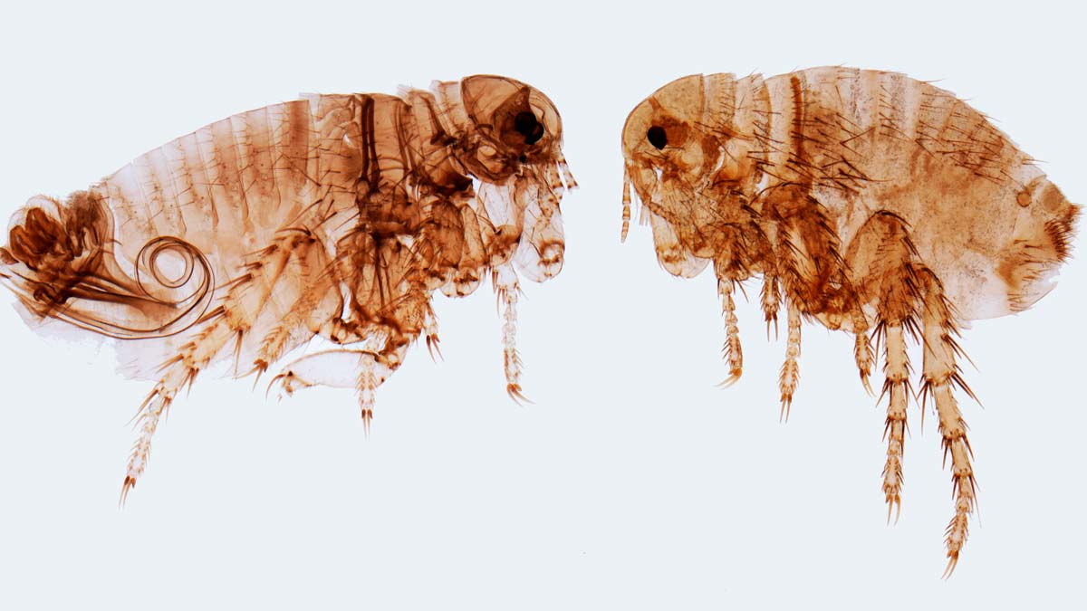 exoskeleton inspired building material concept micrograph of two fleas in profile