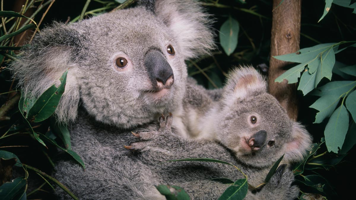 Koala endangered