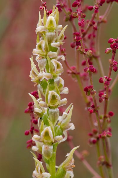 Closeup photograph of a mignonette leek orchid with small white flowers