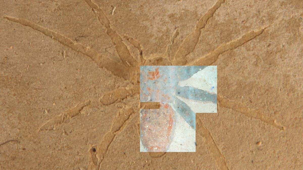 photography of a spider fossil in rock overlaid with fluorescent microscopy image