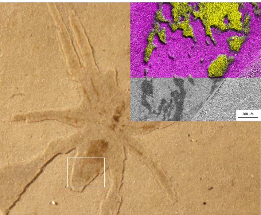 Scientific figure consisting of a photograph of a spider fossil in rock with a white box overlaid on the abdomen. The white box corresponds to an inlaid image showing (top) a chemical map of pink silica molecules and yellow sulphur molecules and also a monochrome scanning electron microscope image of the region