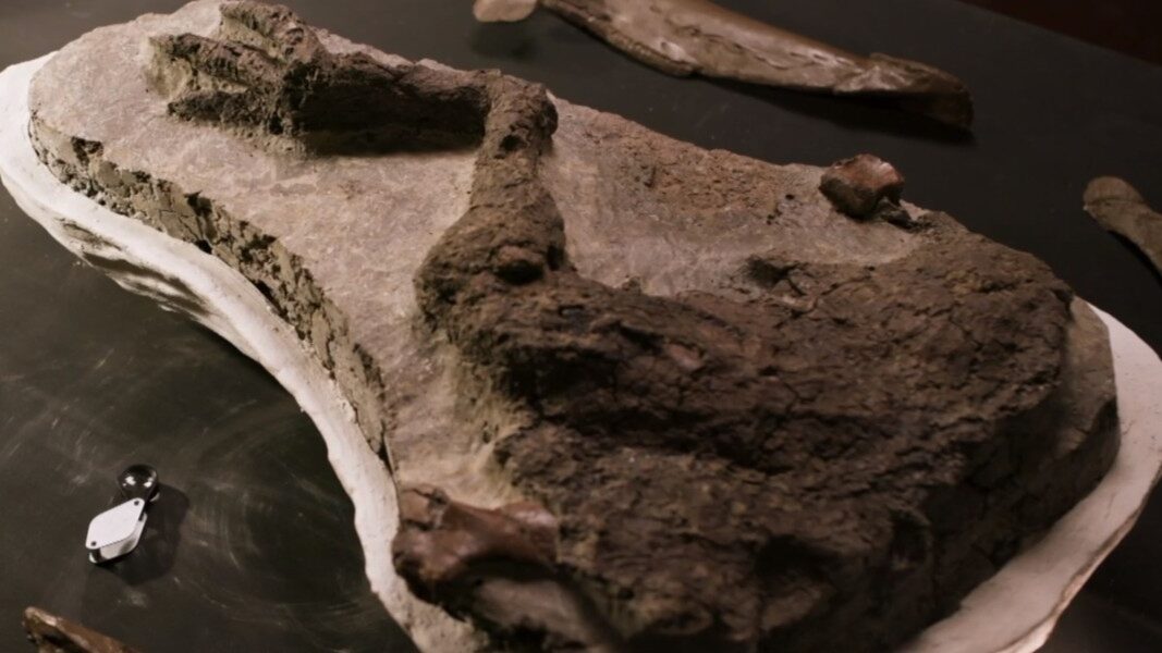 tanis-fossil-leg