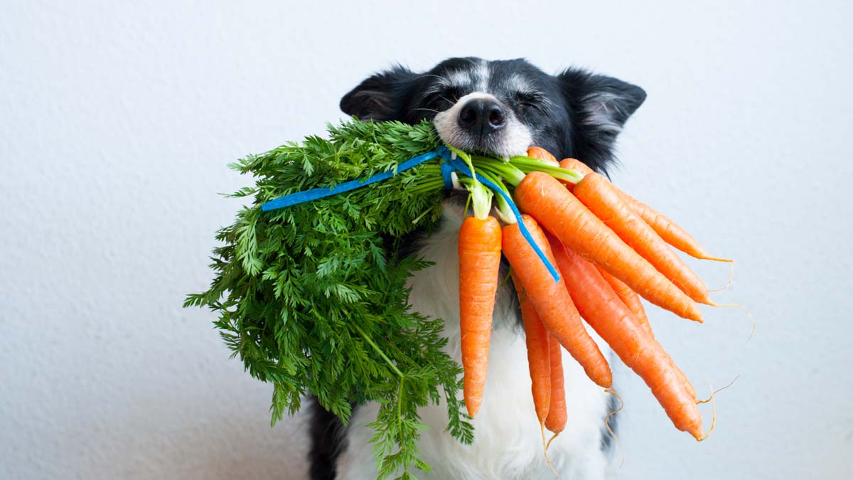 vegan dogs concept a border collie holding a bunch of carrots in its mouth