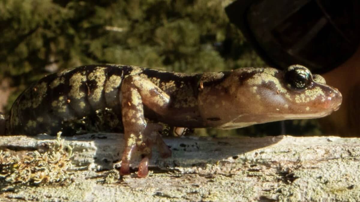 Wandering salamander, Aneides vagrans, on a log