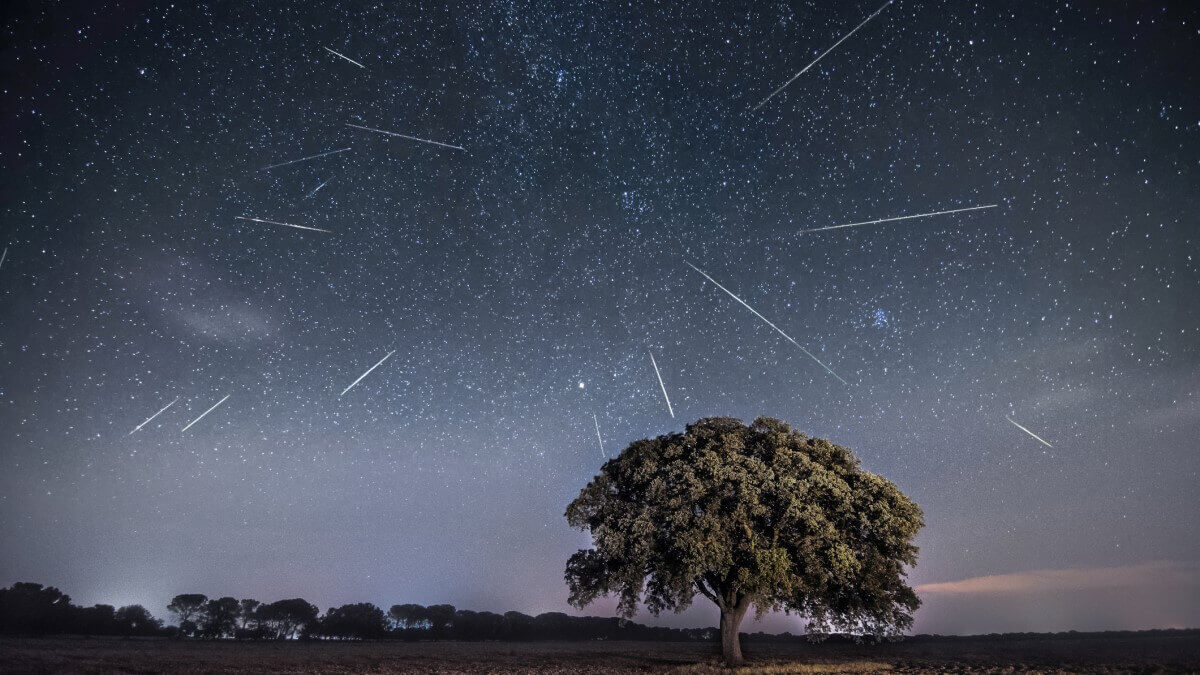 meteor shower against night sky over tree