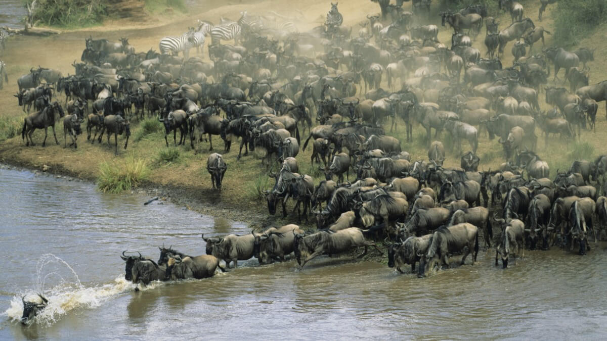 Herd of wild buffalo moving across a river