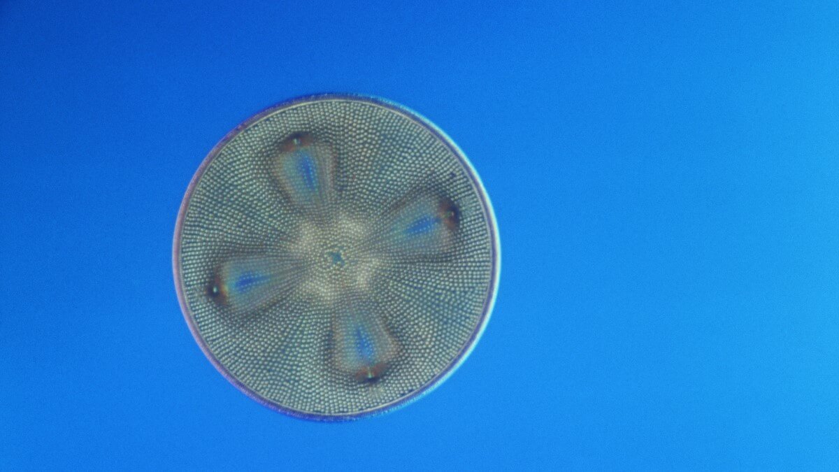 diatom magnified against a blue background