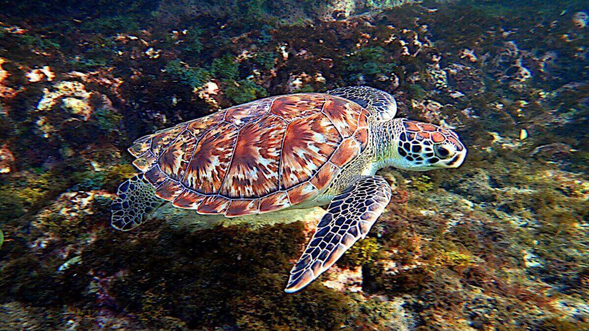 hawksbill turtle underwater