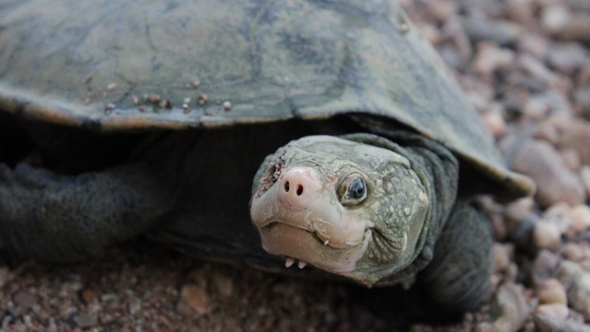 close up of turtle's face