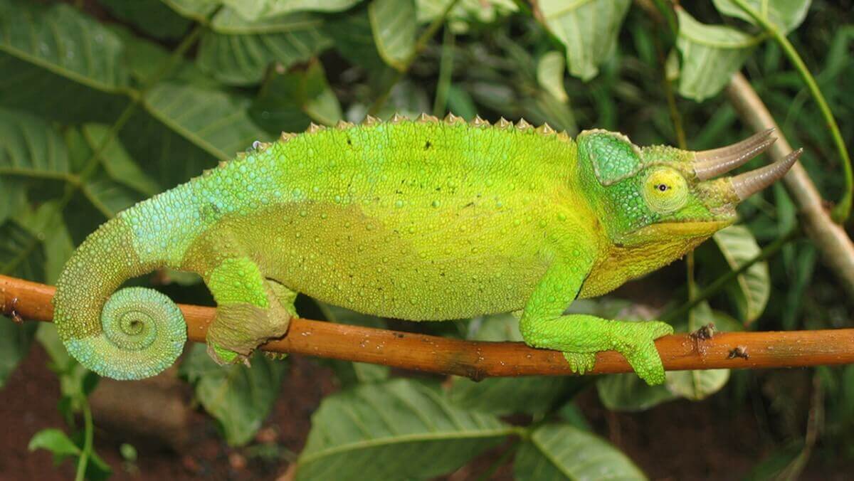 chameleon on a branch with yellow body and green head, tail and legs
