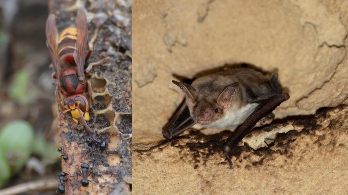photo of hornet and photo of bat