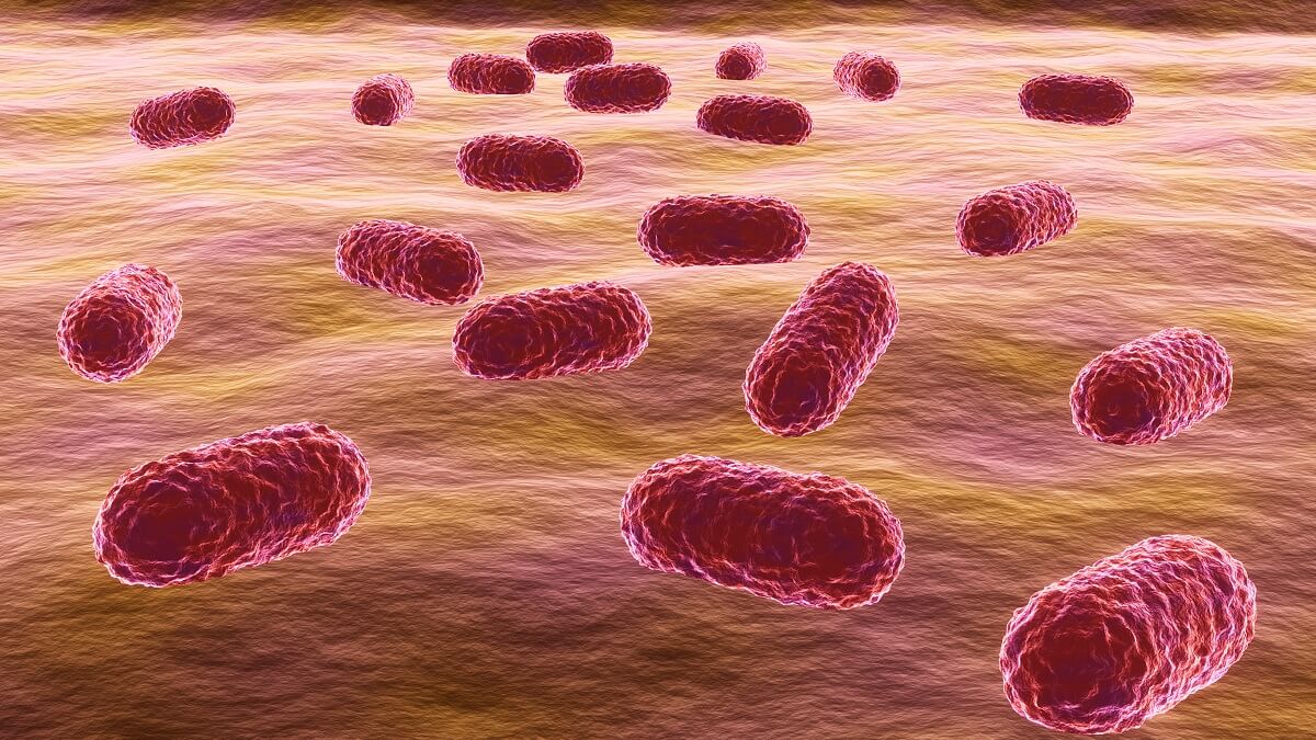 3D illustration of Acinetobacter baumannii.