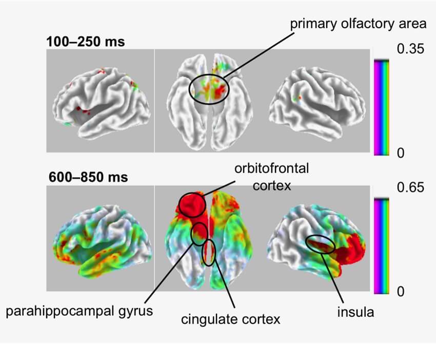 Six brain scans with different areas lit up, labelled primary olfactory area, parahippocampal gyrus, cingulate cortex, orbitofrontal cortex, insula