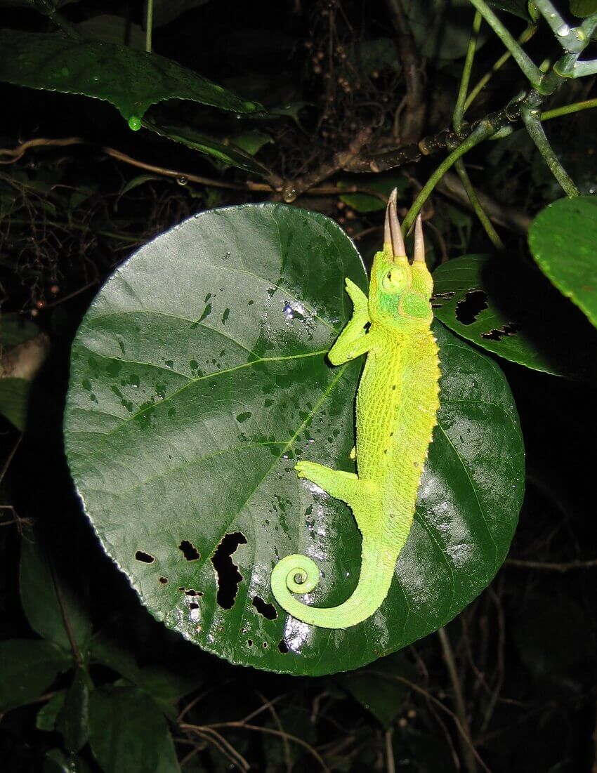 Yellow-green chameleon on a dark green leaf