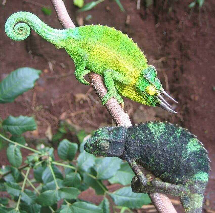 Yellow-green chameleon above black-green chameleon on branch