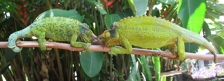 Two pale green chameleons locking horns on a branch