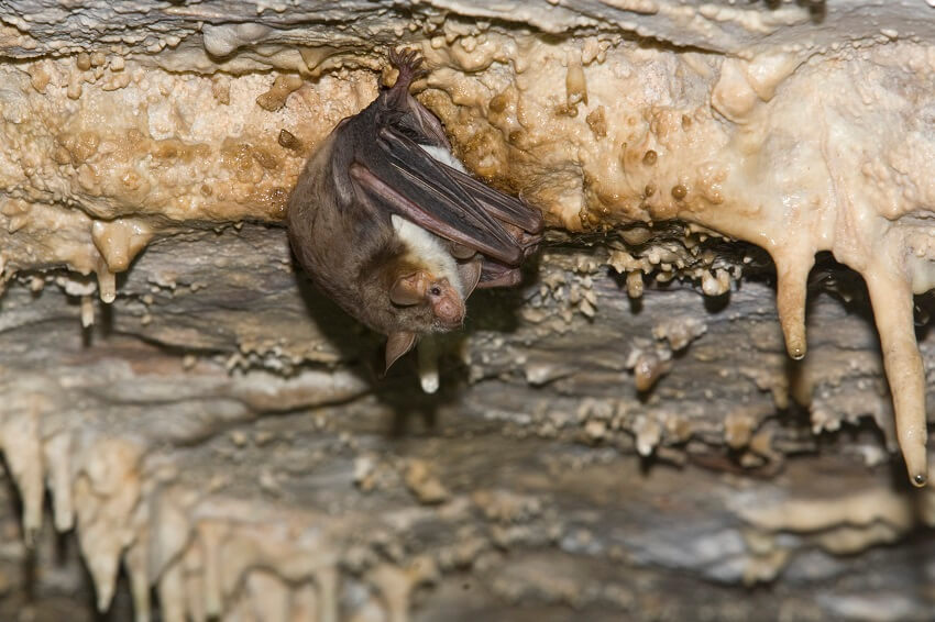 Bat hanging upside down in cave