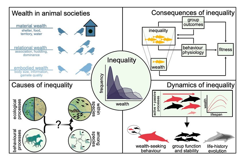 Diagram displaying wealth inequality in animals