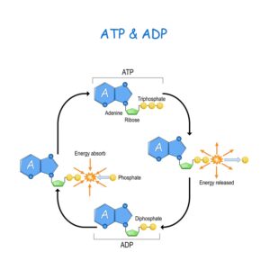 Diagram of the atp and adp cycle. Atp has been found to play a role in the spread of inflammation in rheumatoid arthritis.