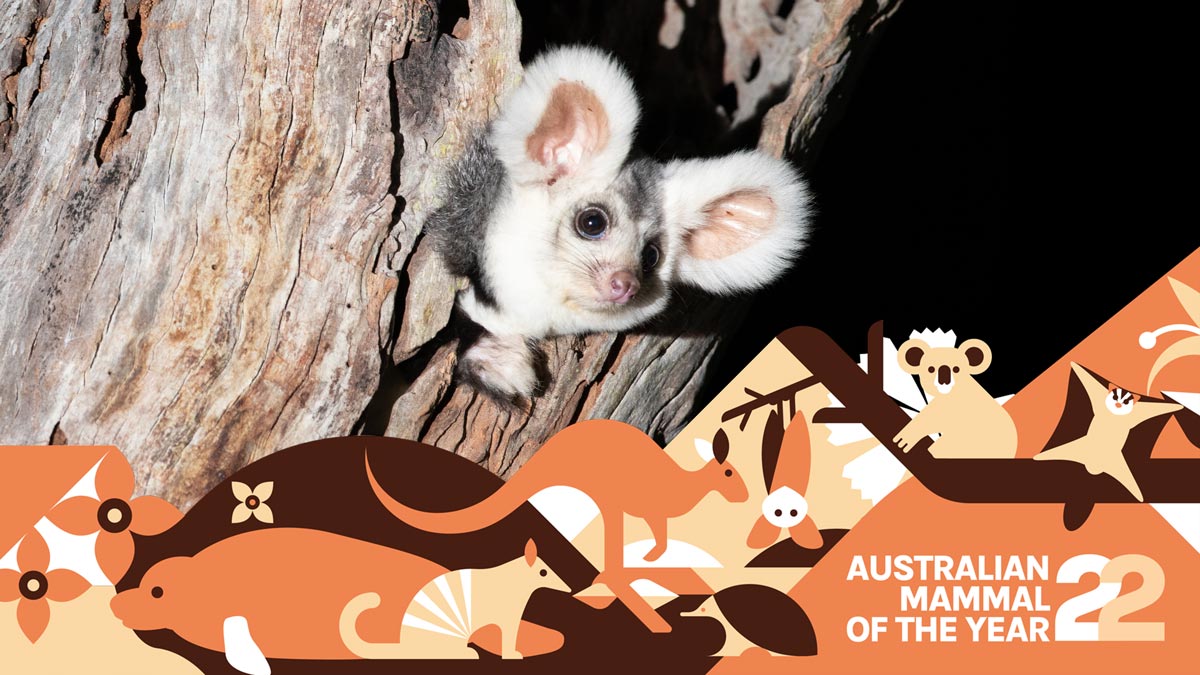 a fluffy greater glider sticking its head out of a tree trunk at night