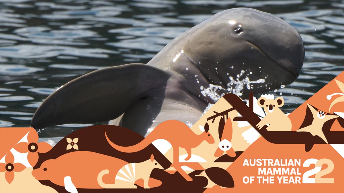 a snubfin dolphin with its head and flipper out of the water with the australian mammal of the year banner